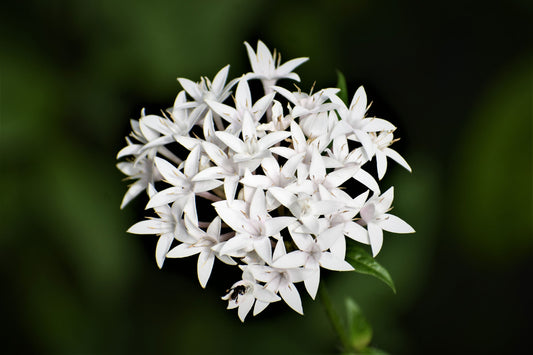 Jasmine: a heart note in natural perfumery